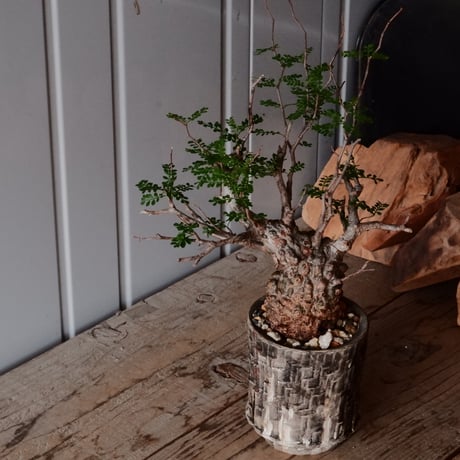 CATEGORY 沼野秀章 作品 植木鉢 | Botanical Holic CATEGORY 沼野秀章 作品 植木鉢 | Botanical Holic