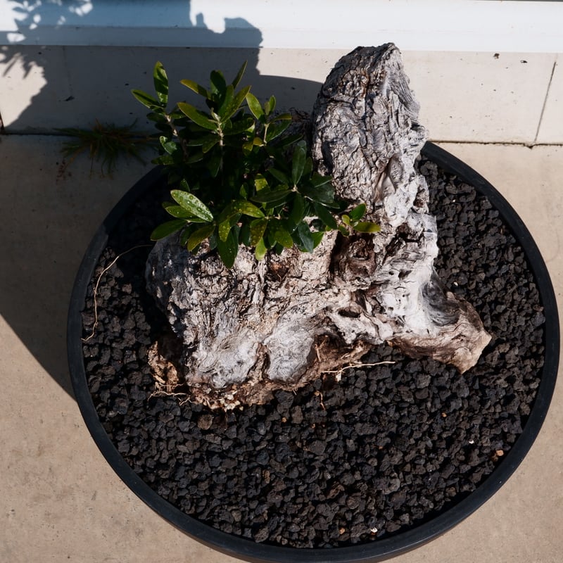 Old Olive 古木オリーブ［No.26］× 12号皿鉢 (φ36cm) | Botani