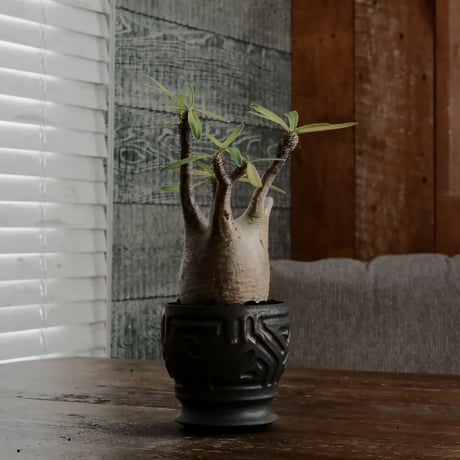 グラキリス φ7.5cm - 象牙宮 - ［No.60］  ×  根本峻吾 作 S.N POT type.round「 鐡 - kurogane - 」 3号 植木鉢 笠間焼