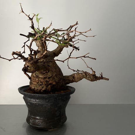 発根済 オペルクリカリア パキプス P-12  × 小野瀬 一 作品「the first plants wear」 6号 植木鉢