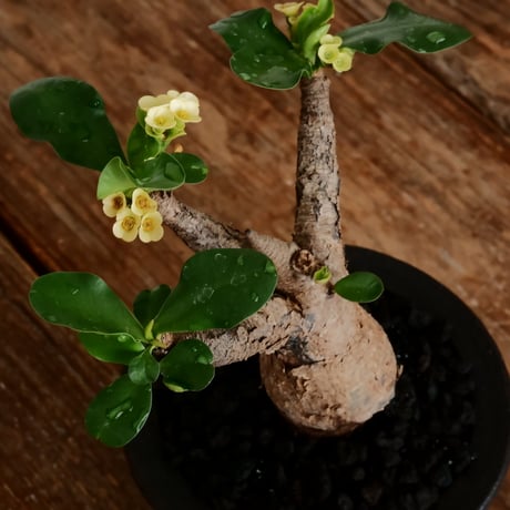 ユーフォルビア イトレメンシス ［No.65］  ×   沼野秀章 作「 brack wrap 」3.5号 植木鉢 笠間焼