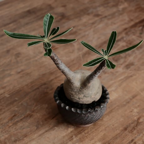発根済 グラキリス  - 象牙宮 - size S［No.223］  ×  與那嶺大輔 作 「琉球飛び鉋」3号 植木鉢