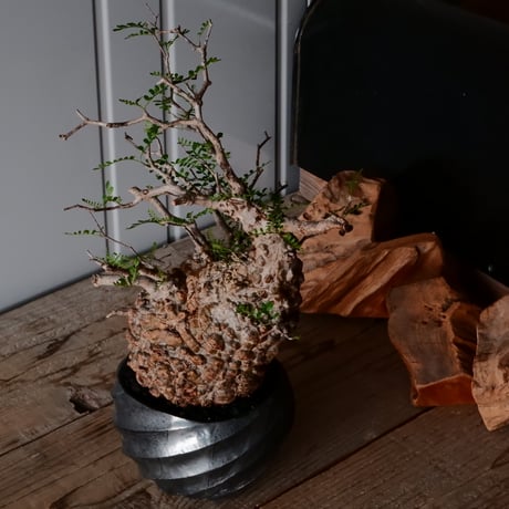 オペルクリカリア パキプス φ 14cm［No.33］  × 沖誠 作「Spilal - 燻銀彩 - / round 」 4号 植木鉢 笠間焼