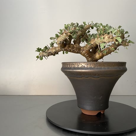 t*p様 大株サルコカウロン・ヘレー　発根済み鉢付き　現地株 サルコカウロン・ヘレーの紹介、栽培記録 – ゆるぷ