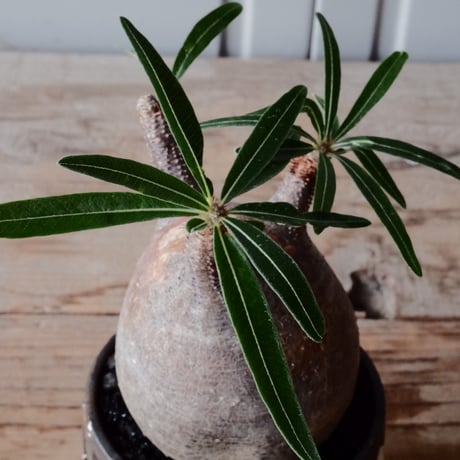 グラキリス φ7.5cm  - 象牙宮- ［No.123］  ×   根本峻吾 作 S.N POT type.round「 鐵-堕天- 」3号 植木鉢 笠間焼