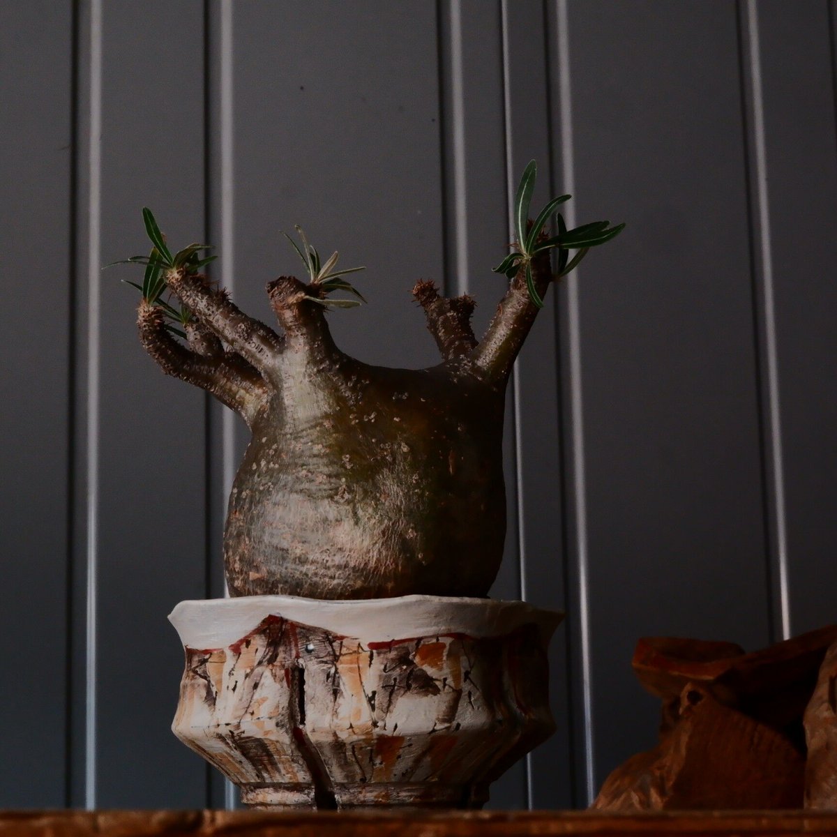 グラキリス S - 象牙宮 -［No.212］ × 沼野秀章 作「 刻ム音 」3.5号