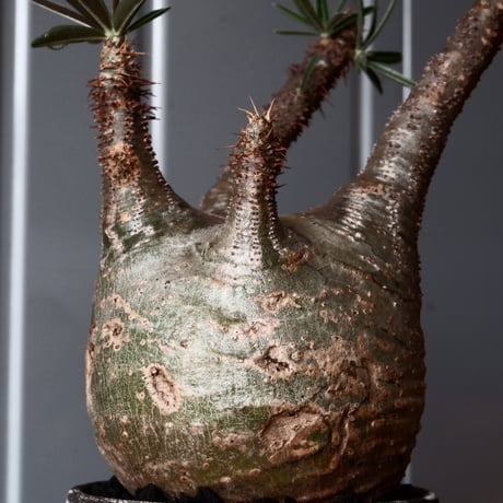 グラキリス φ8.5cm - 象牙宮-［No.45］× 根本峻吾 作 S.N POT type.round「 鐵 -堕天白- 」3号鉢 笠間焼