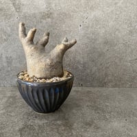 パキポディウム イノピナツム MI-01  ×   " CLAW " 3.5号鉢 M［作家 森田昌求］
