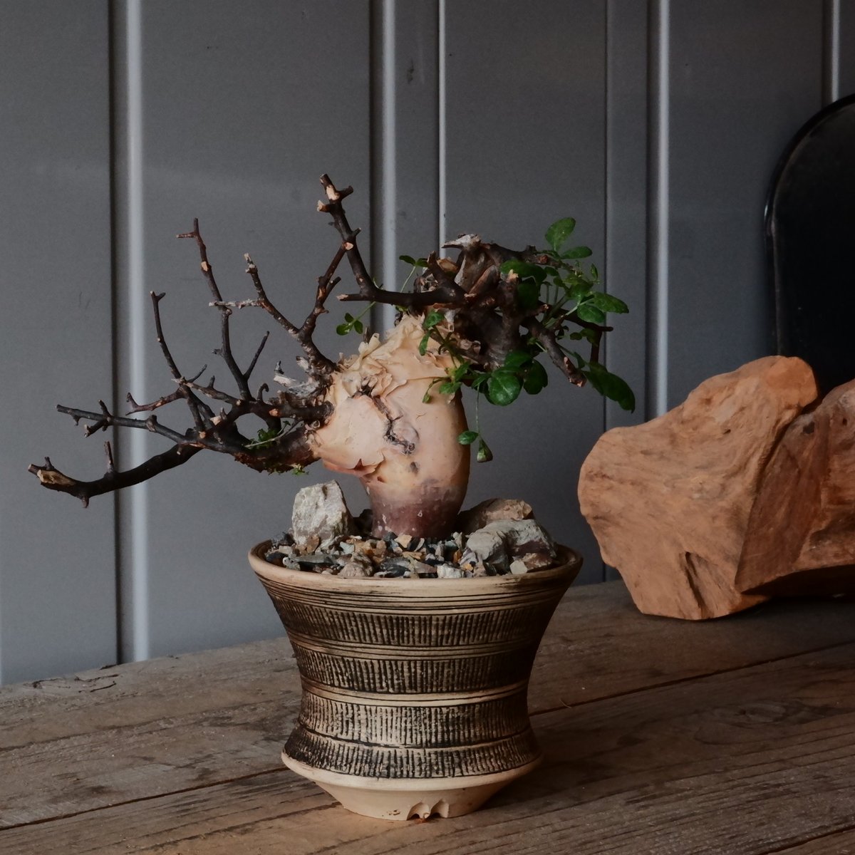 コミフォラ ピュアカタフ カタチ製作所 fit=scale-down,w=1200