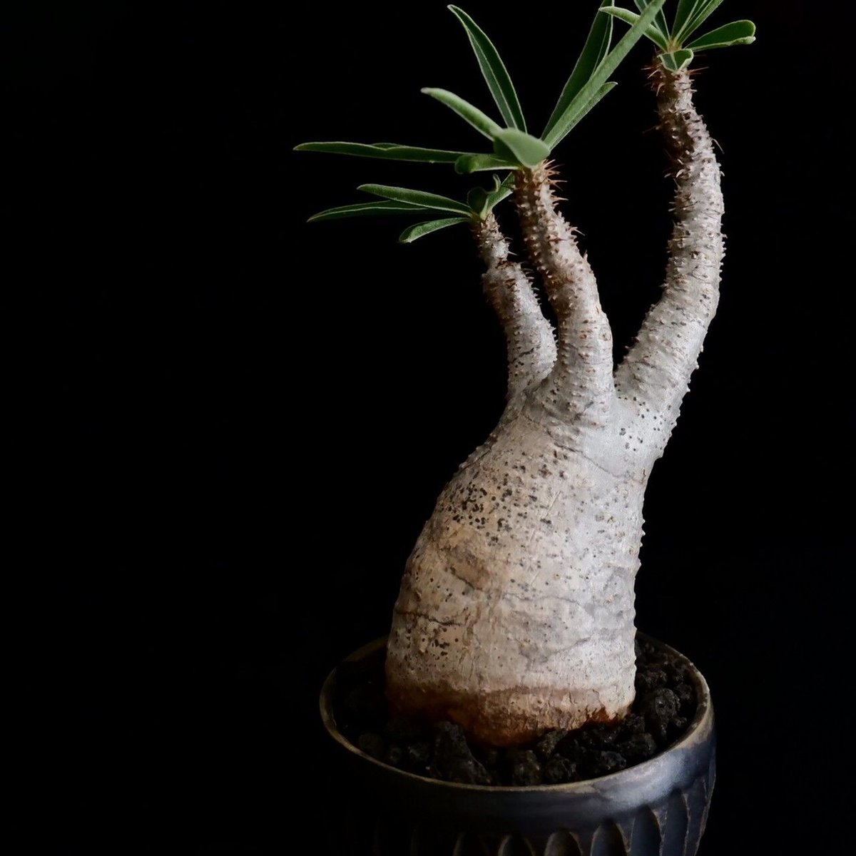 【グラキリス】塊根！超良型 良型 塊根植物 パキポディウム グラキリス 発根済