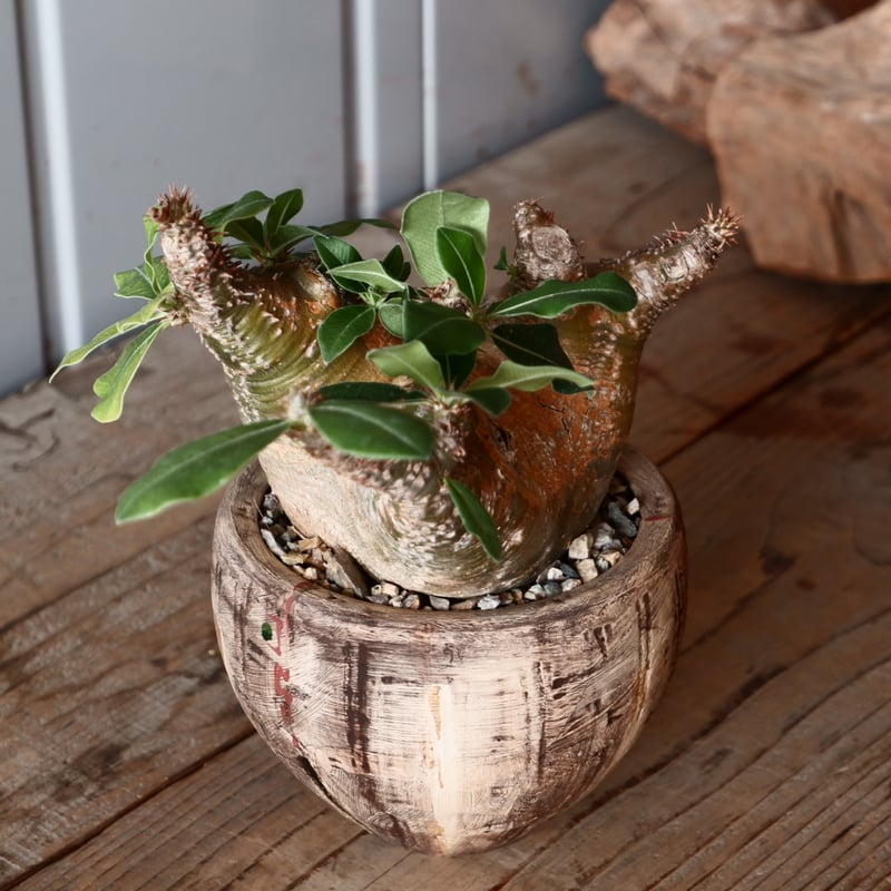 鉛筆アート「薔薇と二枚貝と陶器の湯呑」1点物、真筆 鉛筆アート「薔薇と二枚貝と陶器の湯呑」1点物、真筆 鉛筆アート