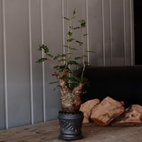 オペルクリカリア パキプス φ 7.5cm［No.35］  ×   根本峻吾 作 S.N POT type.slim「 鐡 - 黒焔 -」 3号 植木鉢