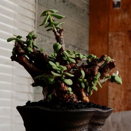 ケラリア ピグマエア 発根済［No.24］  ×   沼野秀章 作「 black wrap 」4号 植木鉢 笠間焼