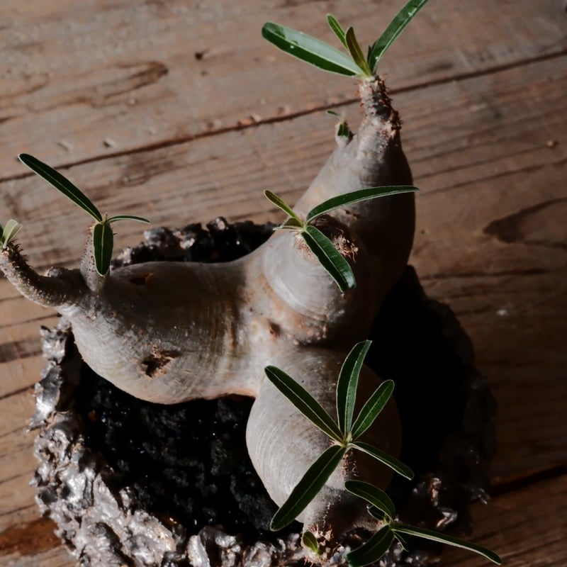 四頭 φ12cm 】グラキリス - 象牙宮 -［No.92］ × 松野然 【 ZEN 】