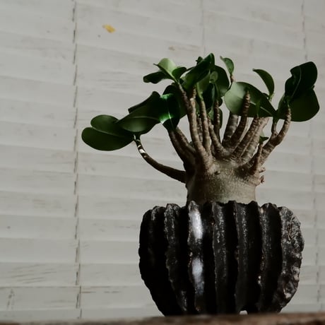 《美形》アデニウム アラビカム " ドワーフ " φ7cm［No.15］  ×  松野然 作 「ZEN」3.5号 植木鉢