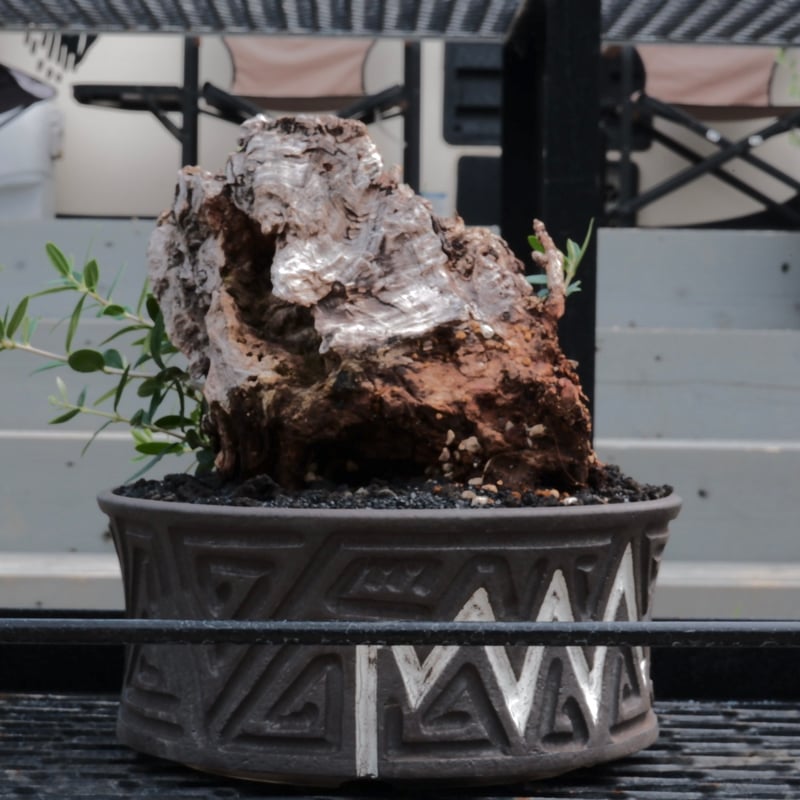 Old Olive 古木オリーブ［No.01］× 根本峻吾 作品【 S.N POT