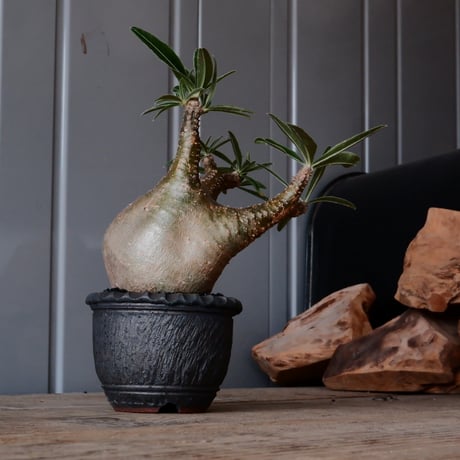 グラキリス φ8cm - 象牙宮 -［No.53］  ×    與那嶺大輔 作 「琉球飛び鉋」3号 植木鉢