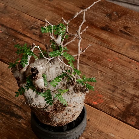 オペルクリカリア パキプス φ11cm［No.10］  ×   小野瀬一 作品  3号 植木鉢