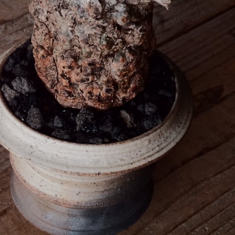 オペルクリカリア パキプス φ 6cm［No.22］  × 磯部祐介 作「 匣 - kou -」3号 植木鉢 笠間焼