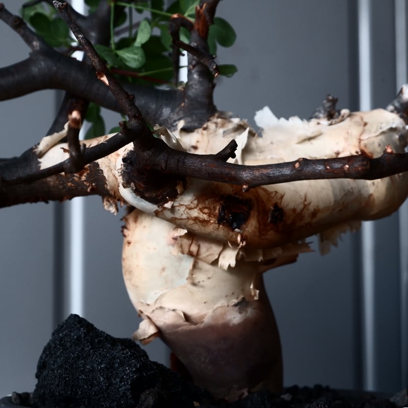 コミフォラ カタフ ピュア ソマリア産［No.13］ × 根本峻吾 作品【 S.N