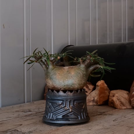 グラキリス φ13cm  - 象牙宮- ［No.28］  ×   根本峻吾 作 S.N POT type.cylinder「 鐡 - 黒焔 - 」4号 植木鉢 笠間焼