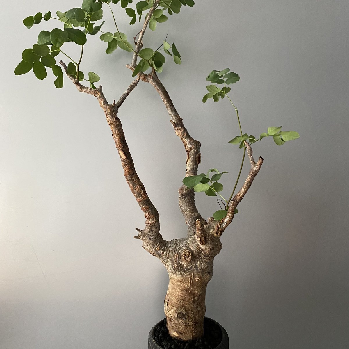 デロニクス プミラ 発根済 現地株 BDP-01 | Botanical Holic