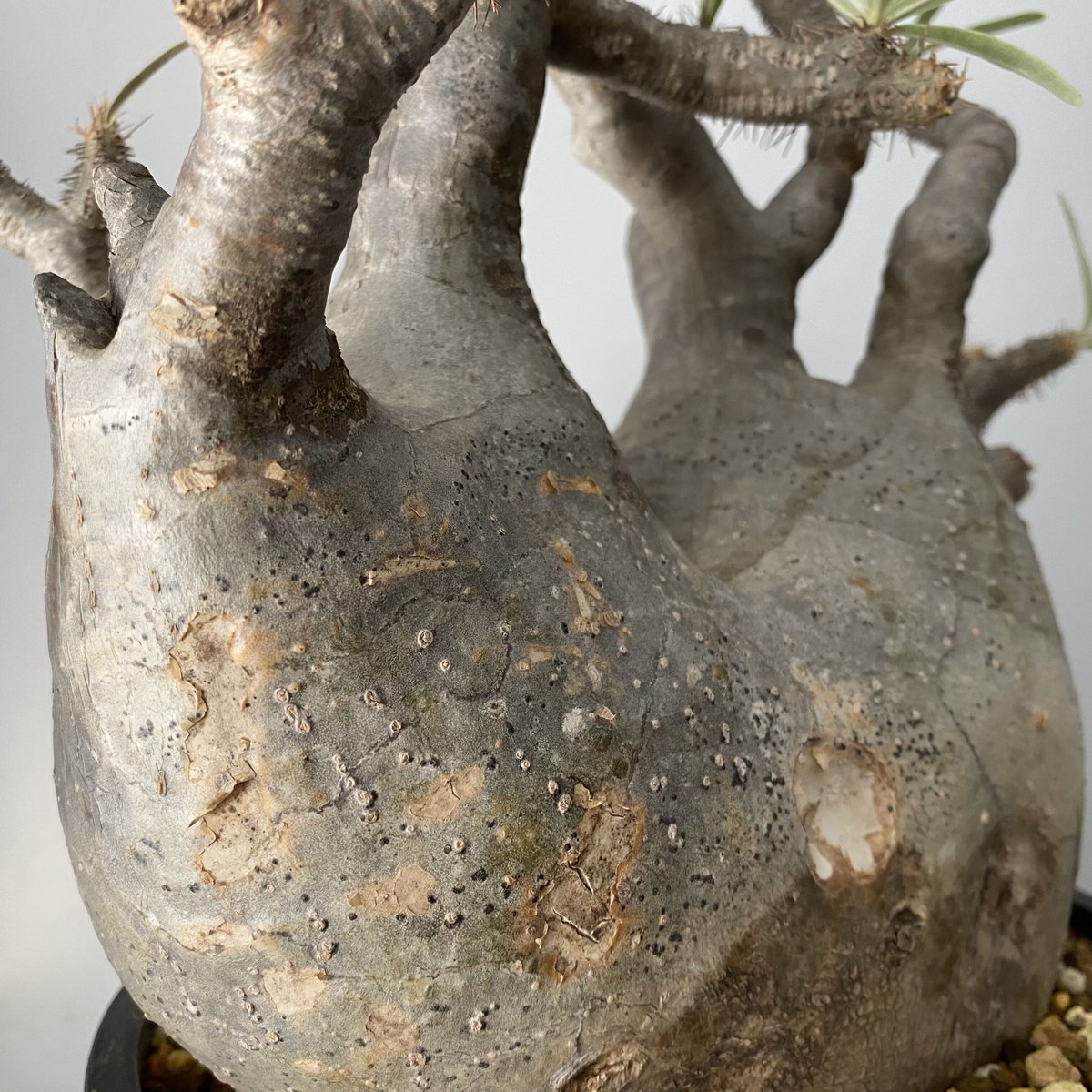 発根済 特大 多頭 マルチヘッド グラキリス 2020年12月輸入 現地株 G