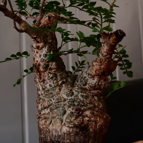オペルクリカリア パキプス φ 7.5cm［No.35］  ×   根本峻吾 作 S.N POT type.slim「 鐡 - 黒焔 -」 3号 植木鉢