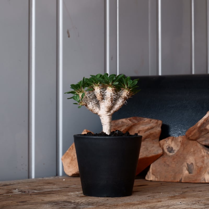 ユーフォルビア ギラウミニアナ 輸入株［No.41］ 4号鉢 | Botanical Holic