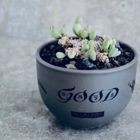 オトンナ クラビフォリア No.05  ×   " PYTHON " DESIGN POT / GRAY