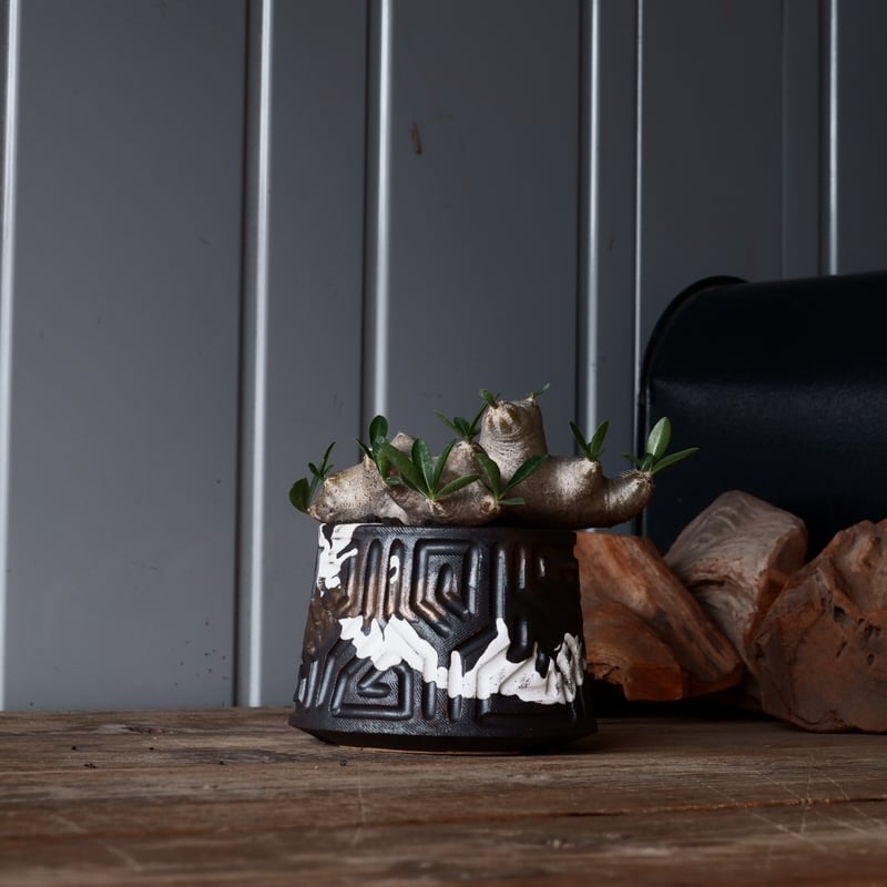 パキポディウム ブレビカリックス　発根済み パキポディウム ブレビカリックス 輸入株 発根済［No.8］ × 根本