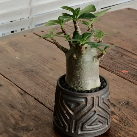 《人型》アデニウム アラビカム " ドワーフ " φ6.5cm［No.6］  ×  根本峻吾 作 S.N POT type.normal「 鐡 - kurogane - 」 3号  笠間焼