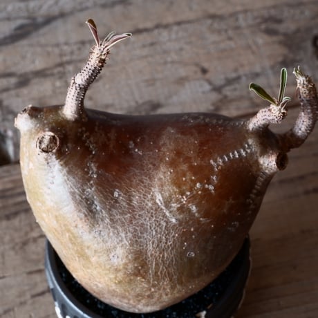 グラキリス φ12cm - 象牙宮-［No.01］× 根本峻吾 作 S.N POT type.round「 鐵-堕天黒- 」3.5号鉢 笠間焼