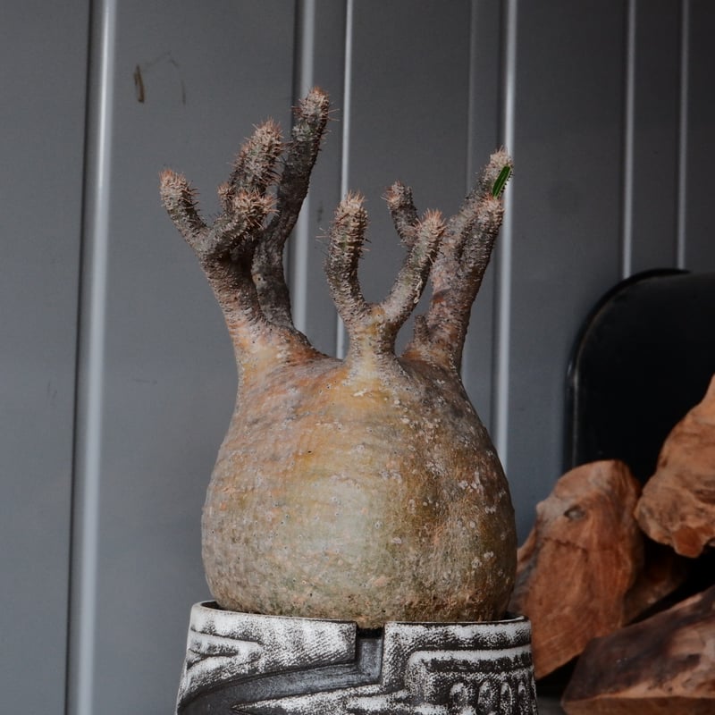 グラキリス φ10cm - 象牙宮- ［No.81］ × 根本峻吾 作 S.N POT