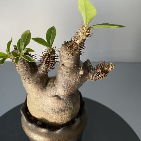 発根済 超チビ マカイエンセ 魔界玉 現地株 BG-135 × S.N.Pot - crown - 2号鉢 ［作家  "根本峻吾"］