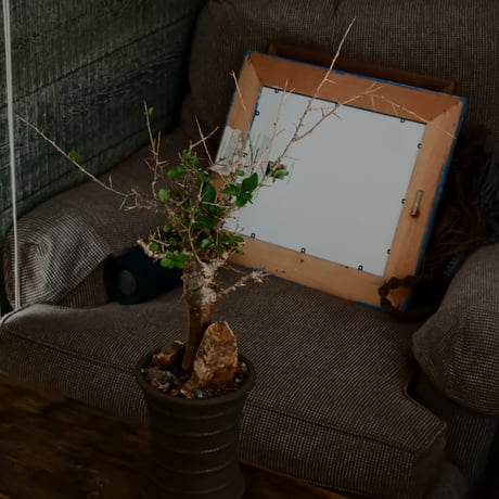 コミフォラ シンプリキフォリア M［No.51］  ×   磯部祐介 作「 瓦 - kawara - " 金剛 tall ver. " 」4号 植木鉢 笠間焼