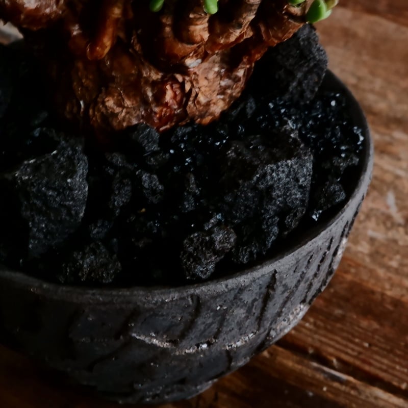 ケラリア ピグマエア 発根済［No.15］ × 沼野秀章 作「 black wrap 」