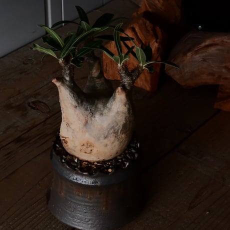 グラキリス φ10.5cm  - 象牙宮- ［No.228］  ×   根本峻吾 作 S.N POT type.cylinder「 黑焰 - kokuen - 」4号 植木鉢 笠間焼