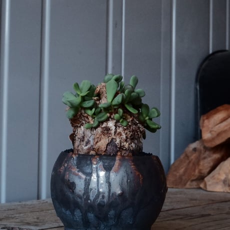 ケラリア ピグマエア［No.43］  × 磯部祐介 作品【 円 - 闇堕ち - 】2.5号 植木鉢 笠間焼