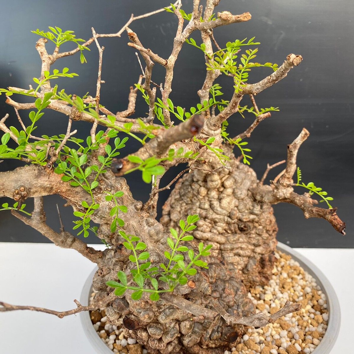 多頭 マルチヘッド オペルクリカリア パキプス MP02 発根済 現地