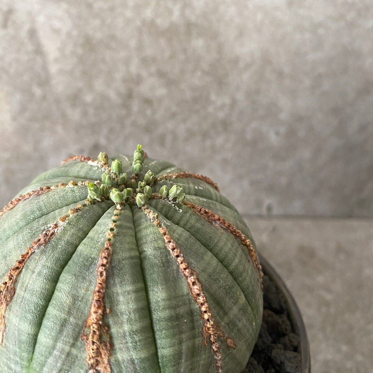 EU輸入 ユーフォルビア オベサ MO-07 × 