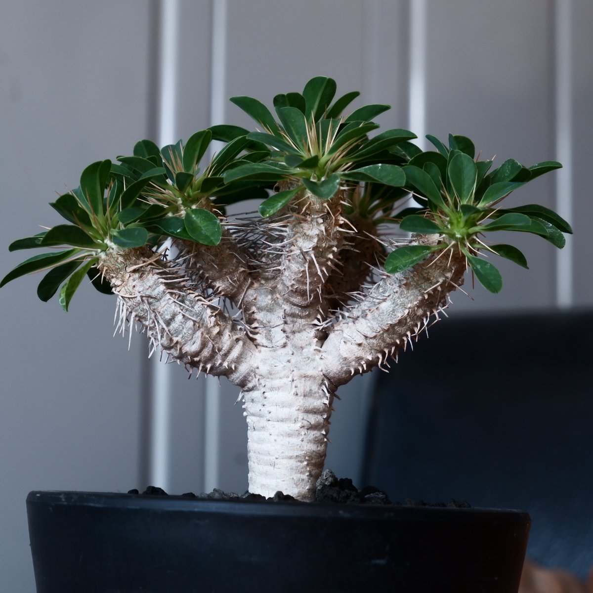 ユーフォルビア ギラウミニアナ 輸入株［No.54］ 4.5号鉢 | Botanical