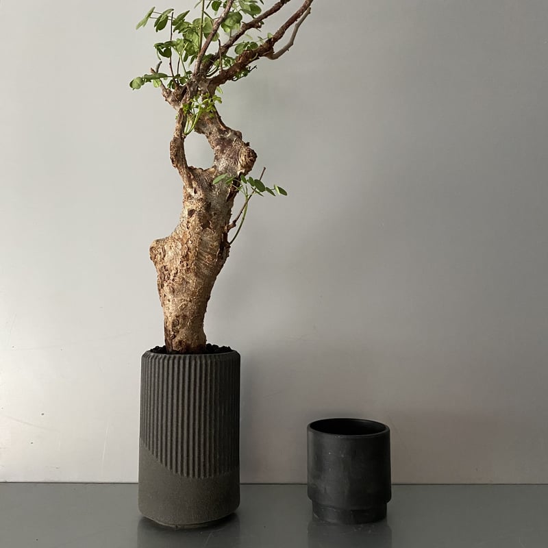デロニクス プミラ 発根済 現地株 BDP-02 | Botanical Holic