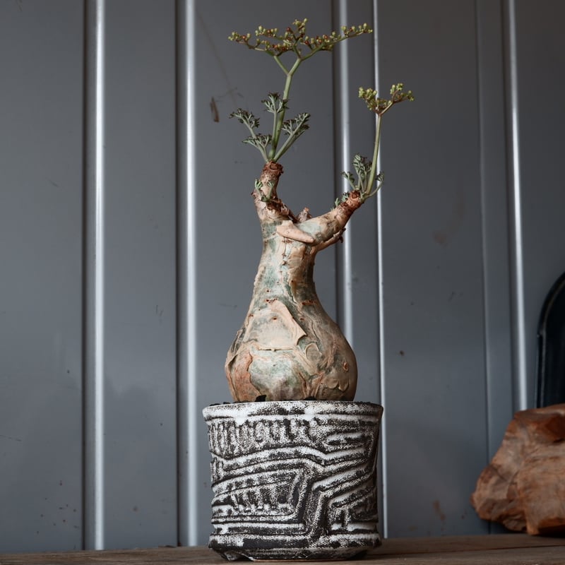 l*n様 開花中 キフォステンマ ベティフォルメ ソマリア ナローリーフ 発根済 キフォステンマ ベティフォルメ ナローリーフ ソマリア産 輸入株