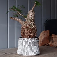 発根済 中ぶりグラキリス 現地株 BG-119 × S.N.Pot - crown - 4号鉢