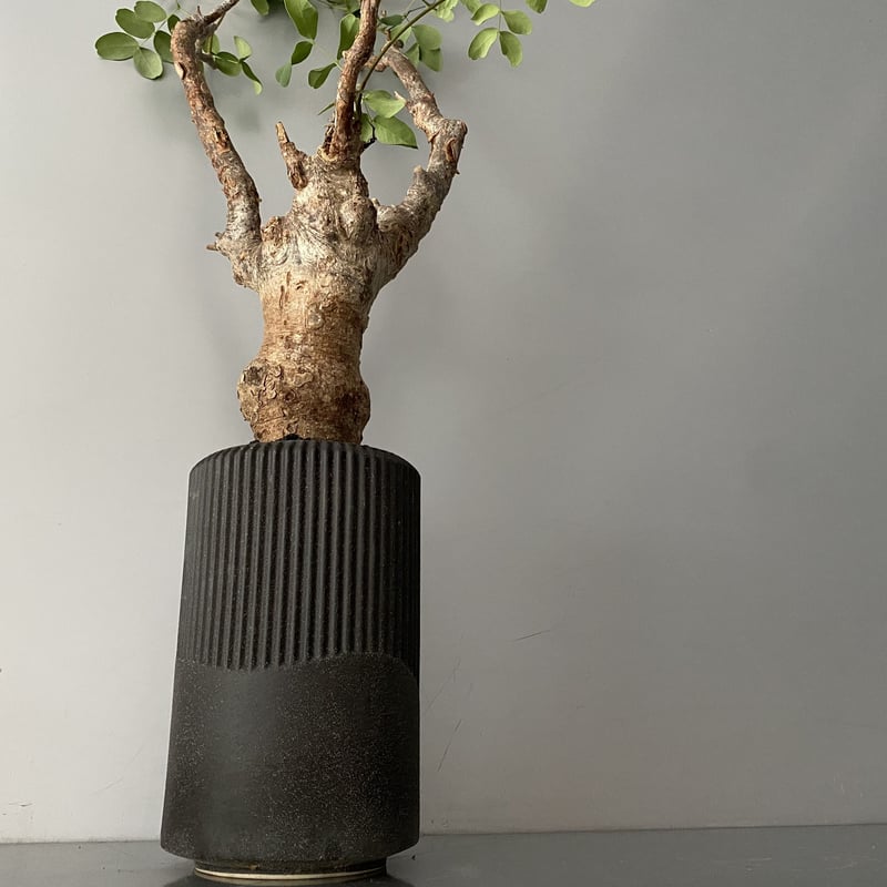 デロニクス プミラ 発根済 現地株 BDP-01 | Botanical Holic