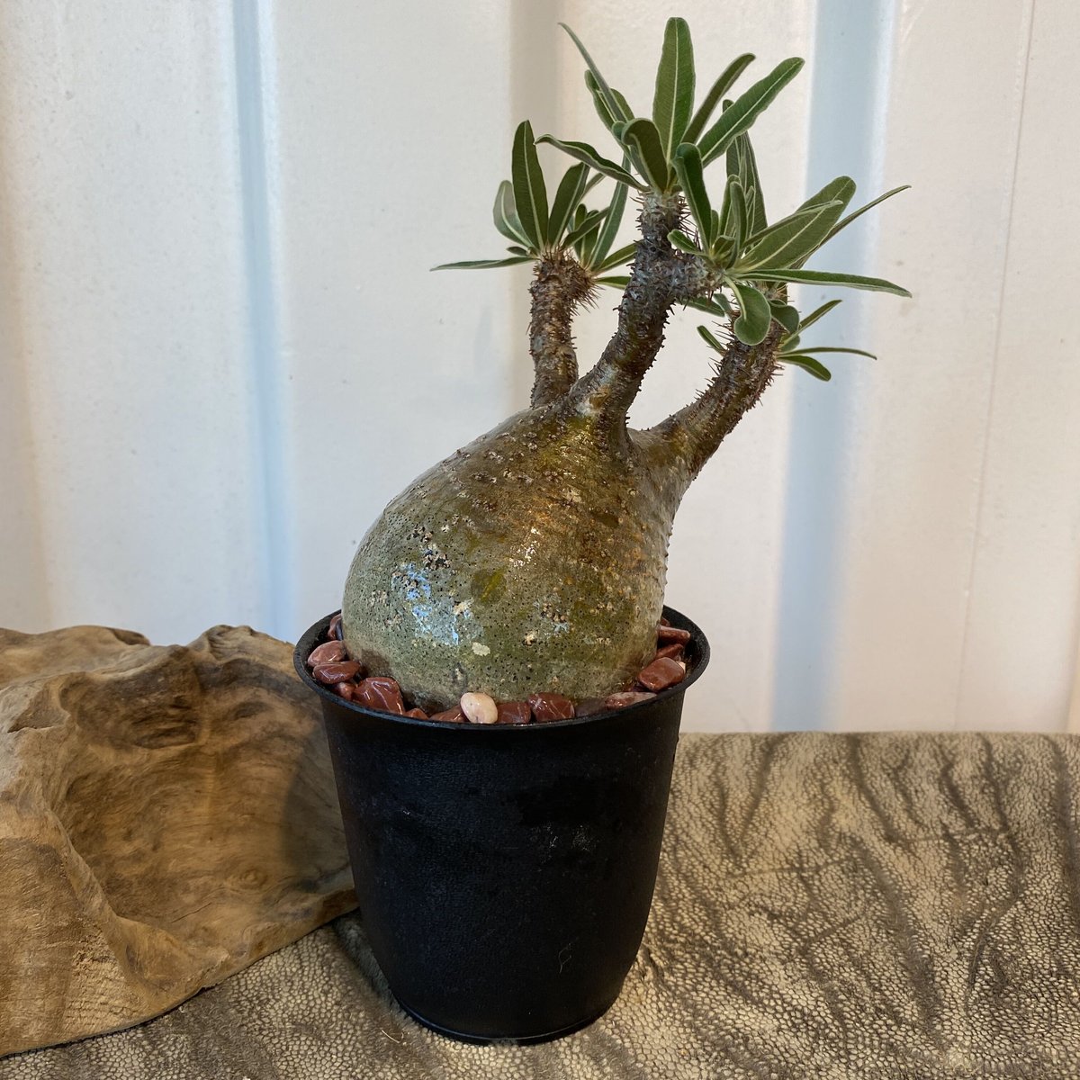 手乗りサイズグラキリス現地球 良型手乗りサイズ グラキリス 現地球 鉢付き パキポディウム