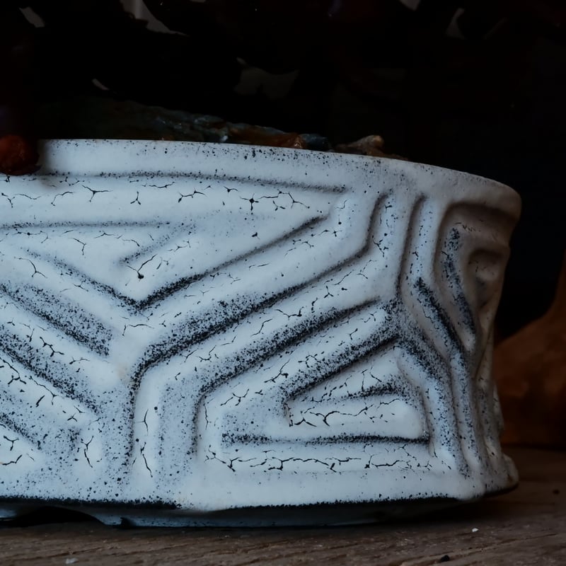 †*†様 430発根済み早い者勝ち！ ベアルート株　ペラルゴニウム ミラビレ 2025年最新】ペラルゴニウム ミラビレの人気アイテム - メルカリ