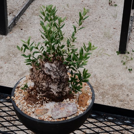 Old Olive 古木オリーブ［No.05］× 11号皿鉢(φ33cm)