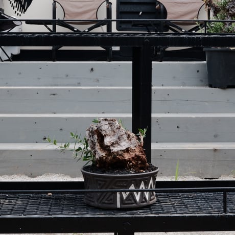 Old Olive 古木オリーブ［No.01］× 根本峻吾 作品【 S.N POT type.slim - low「 迅雷 」φ25cm 】植木鉢  笠間焼